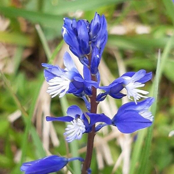 Polygala calcarea Flower