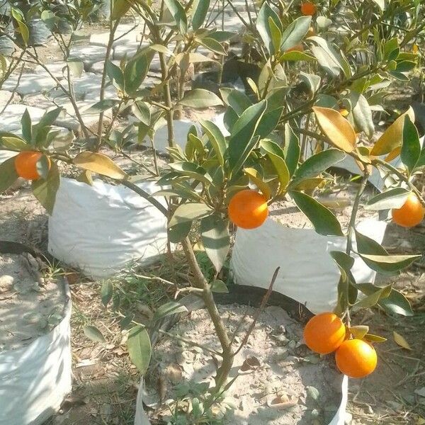 Solanum elaeagnifolium Frucht