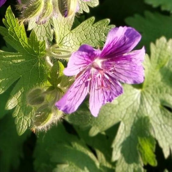 Geranium ibericum ഇല