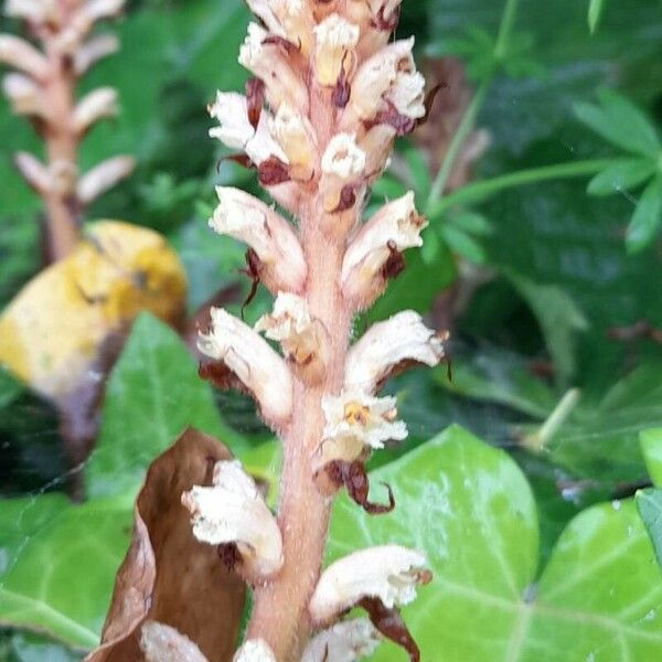 Orobanche hederae Lorea