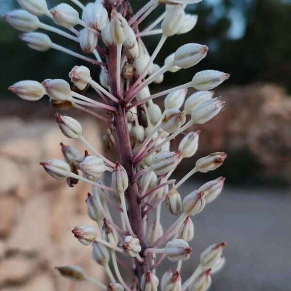 Charybdis maritima Flor