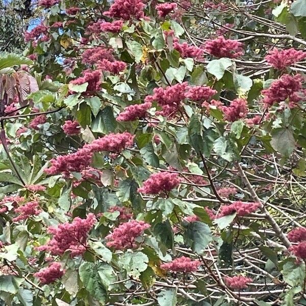 Heliocarpus americanus Цветок