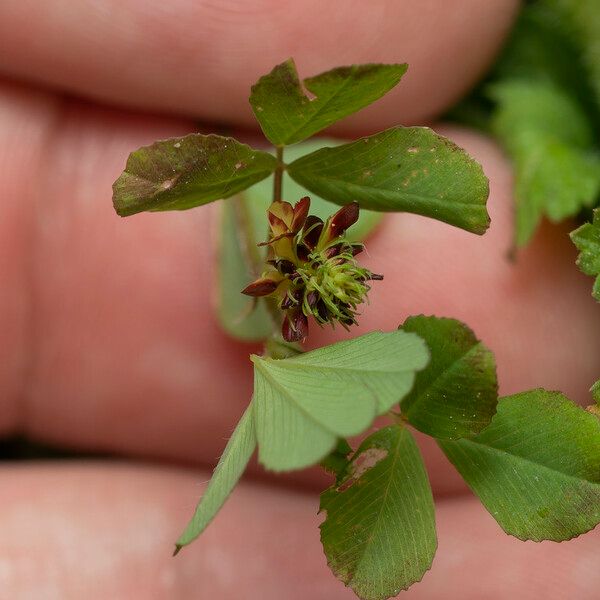 Trifolium spadiceum Хабит