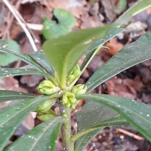 Daphne laureola Virág