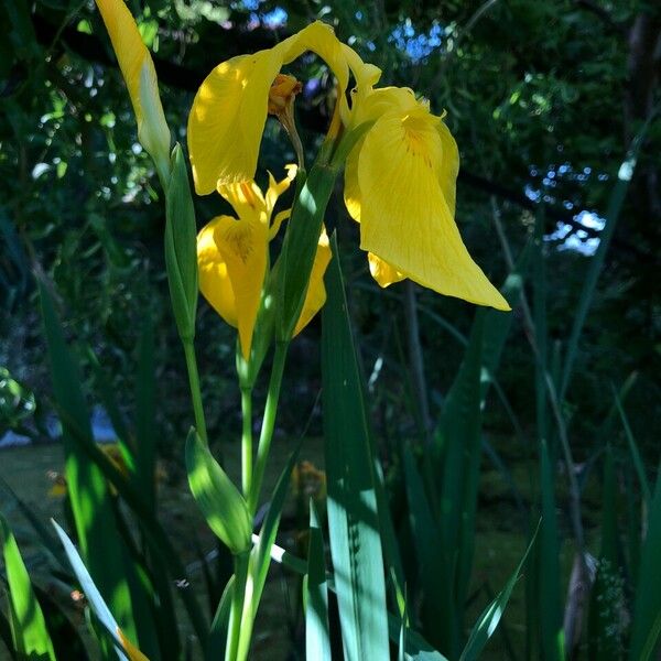 Iris pseudacorus Характер