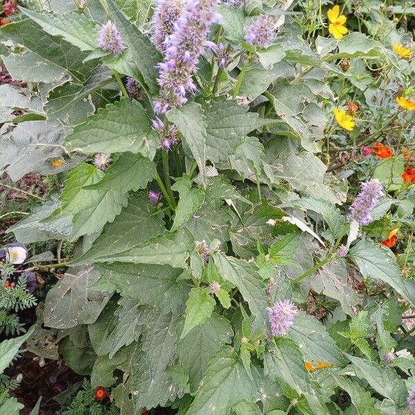 Agastache foeniculum Habit