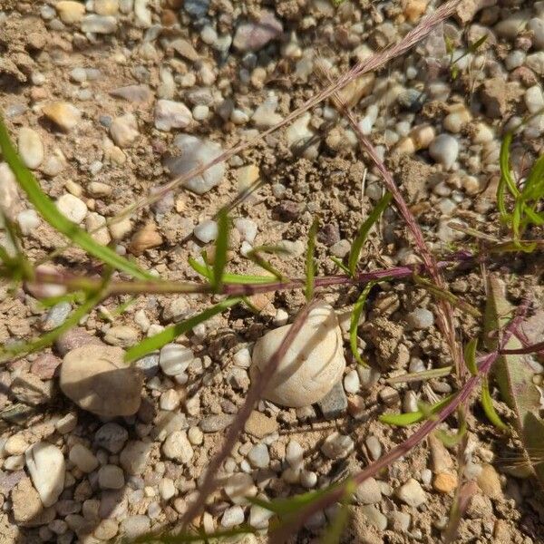 Senecio gallicus Leaf