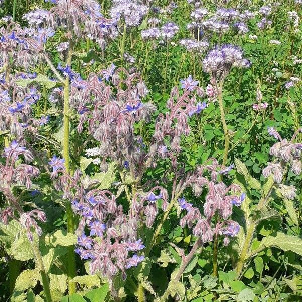 Borago officinalis പുഷ്പം