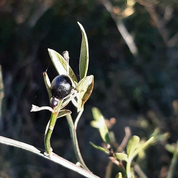 Jasminum fruticans Vaisius