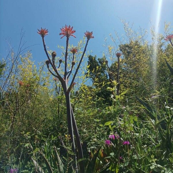 Erythrina flabelliformis Цвят