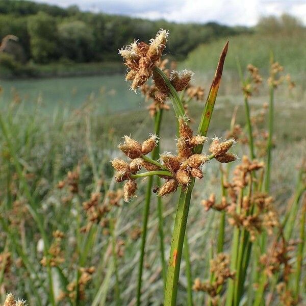 Schoenoplectus triqueter Fruct