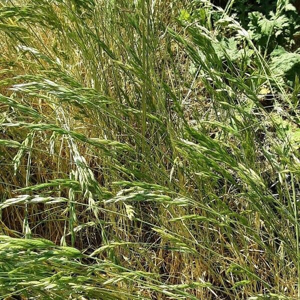 Bromus hordeaceus Λουλούδι