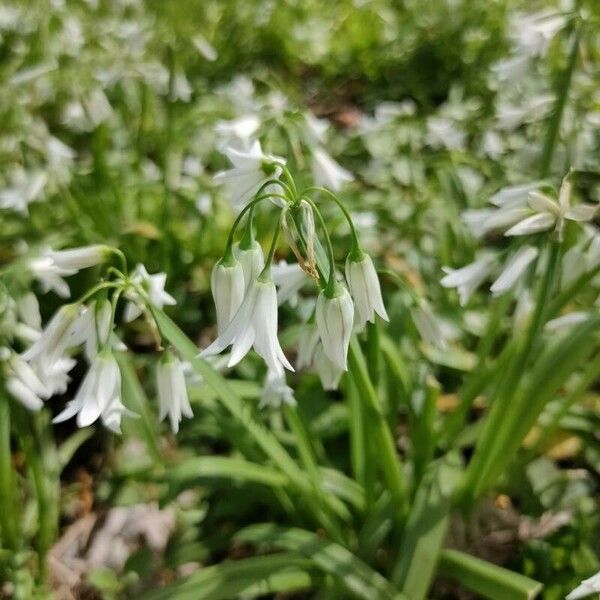 Allium triquetrum Flower