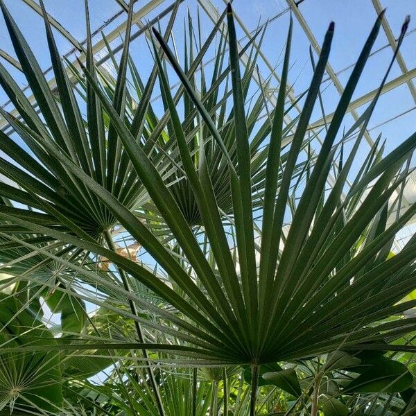 Trachycarpus fortunei Fulla