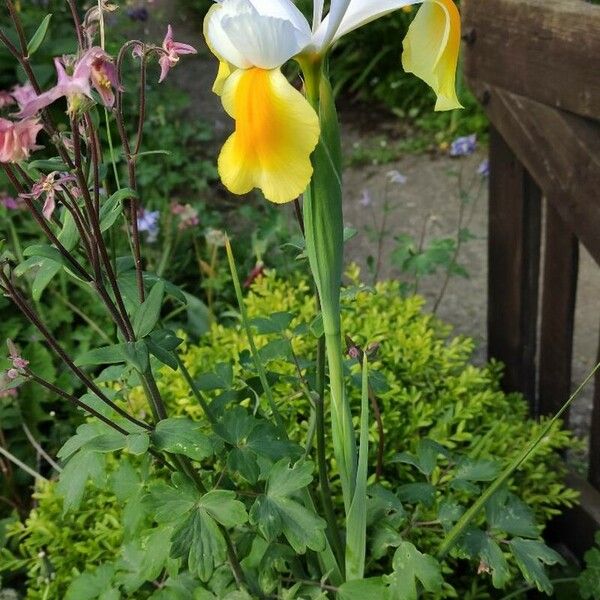 Iris orientalis Buveinė