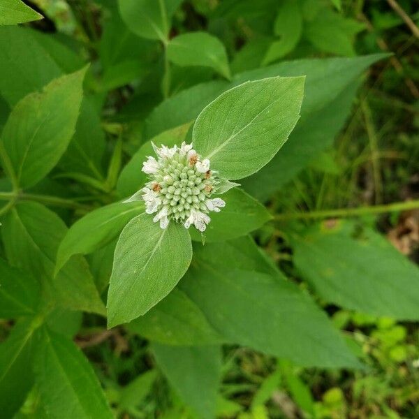 Pycnanthemum incanum Blad