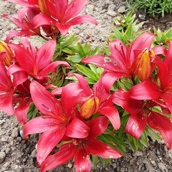 Lilium bulbiferum Habit