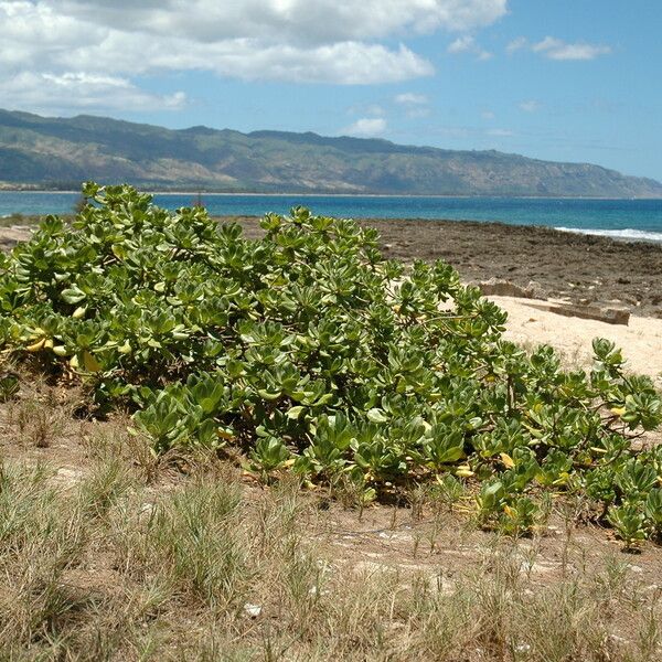 Scaevola taccada Habitat