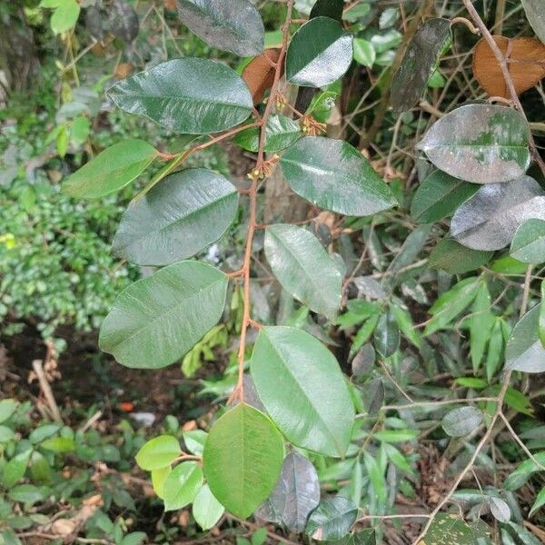 Chrysophyllum oliviforme Leaf