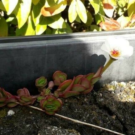 Portulaca grandiflora Tervik taim