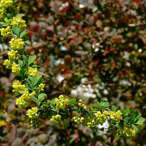 Berberis amurensis Flower