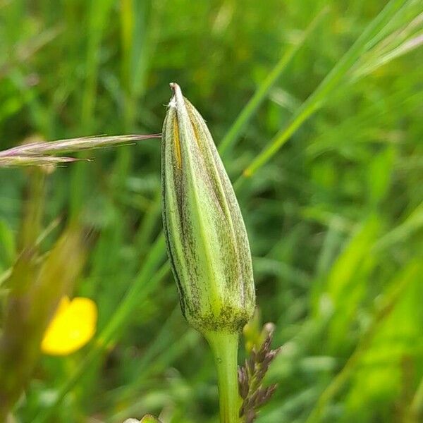 Tragopogon pratensis Інше