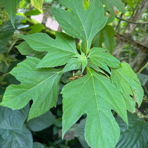 Tithonia diversifolia Frunză