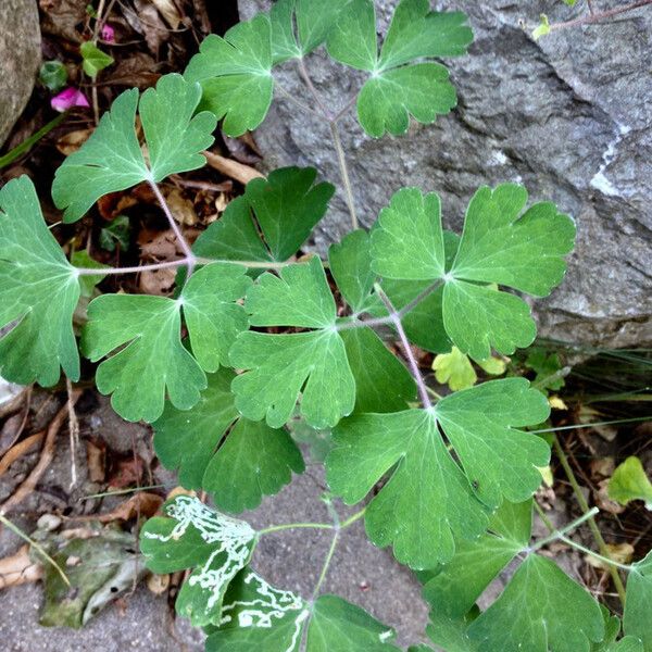 Aquilegia vulgaris Blad