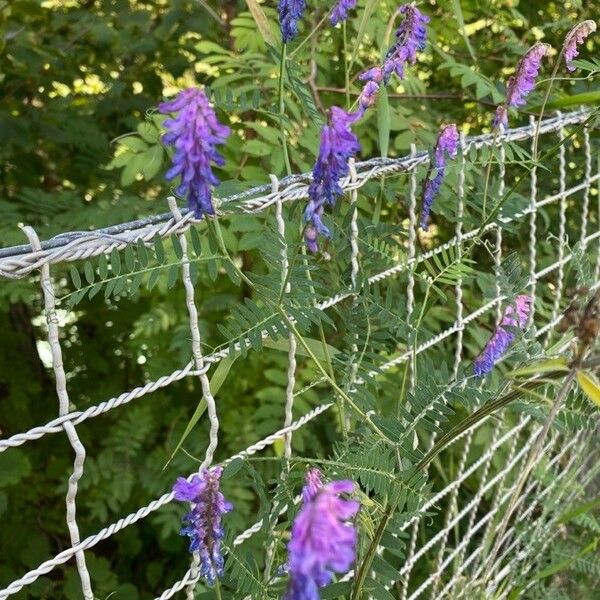 Vicia cracca फूल