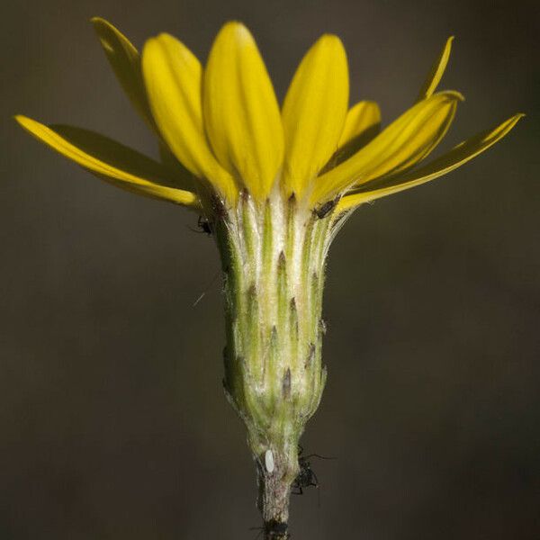 Pityopsis graminifolia Цветок