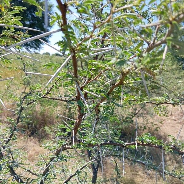 Vachellia nilotica 葉