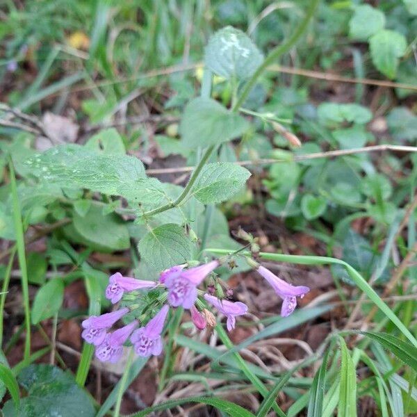 Clinopodium menthifolium Floro