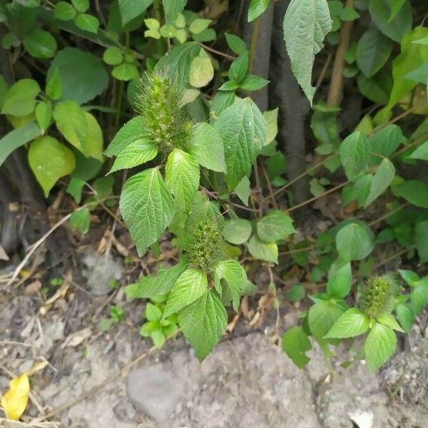 Acalypha alopecuroidea Цветок