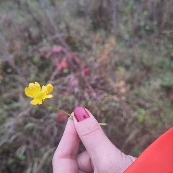 Ranunculus repens Flor