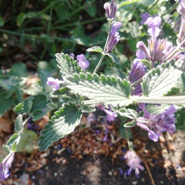 Nepeta × faassenii Blatt