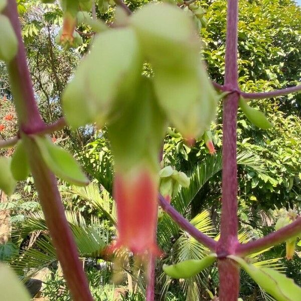 Bryophyllum pinnatum Virág