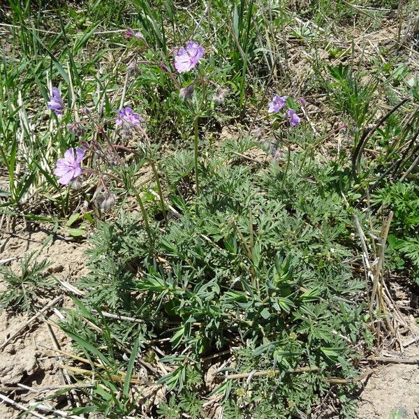 Geranium tuberosum Habit