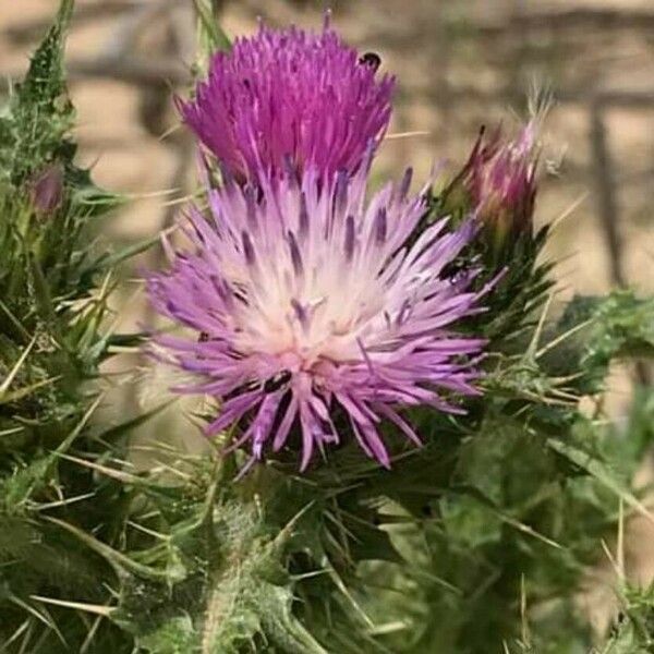 Carduus tenuiflorus Flor