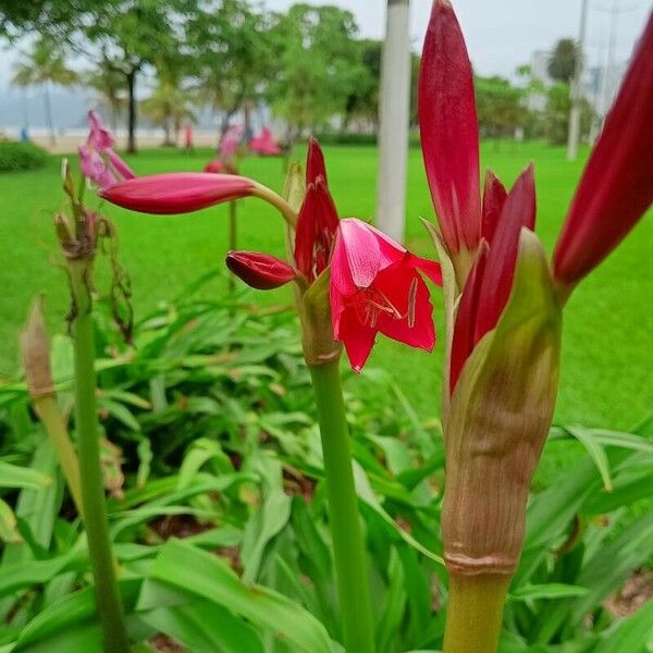 Crinum bulbispermum Kwiat