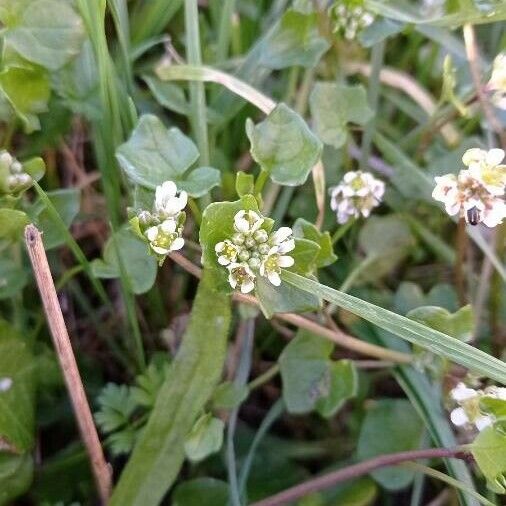 Cochlearia danica Flower