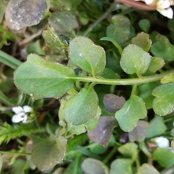 Cardamine parviflora Folha