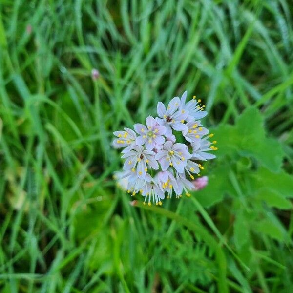 Allium subvillosum Floro