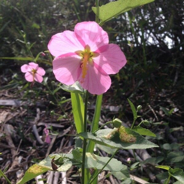 Kosteletzkya pentacarpos Flor