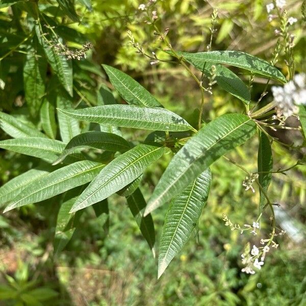 Aloysia citrodora Levél