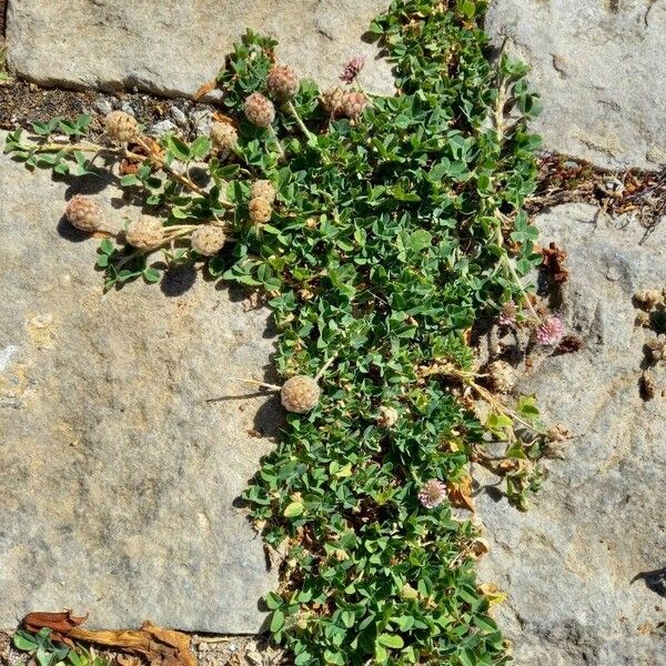 Trifolium fragiferum Habitus
