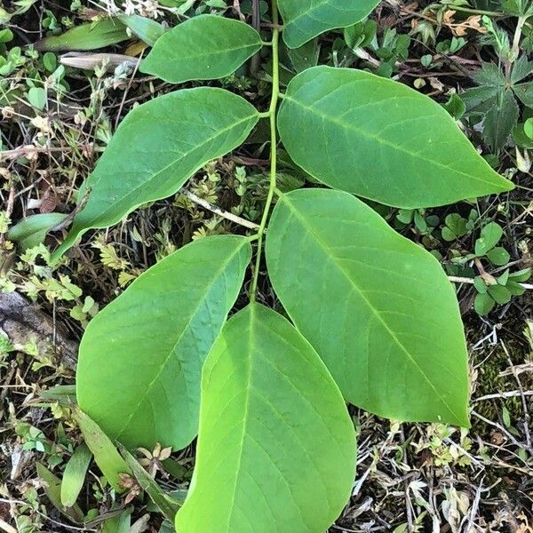 Cladrastis kentukea Leaf