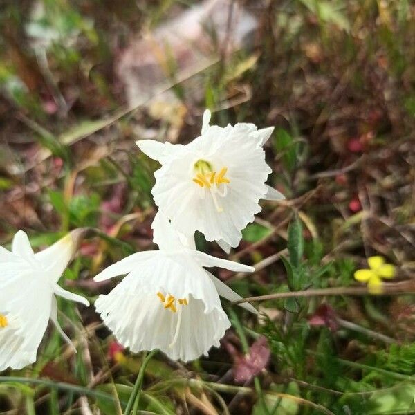 Narcissus cantabricus Õis