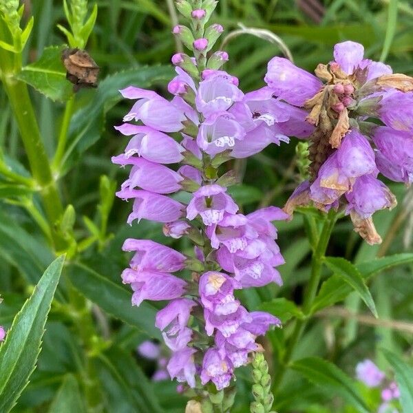 Physostegia virginiana Flower