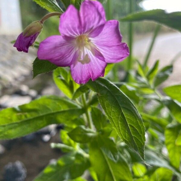 Epilobium alpestre 花