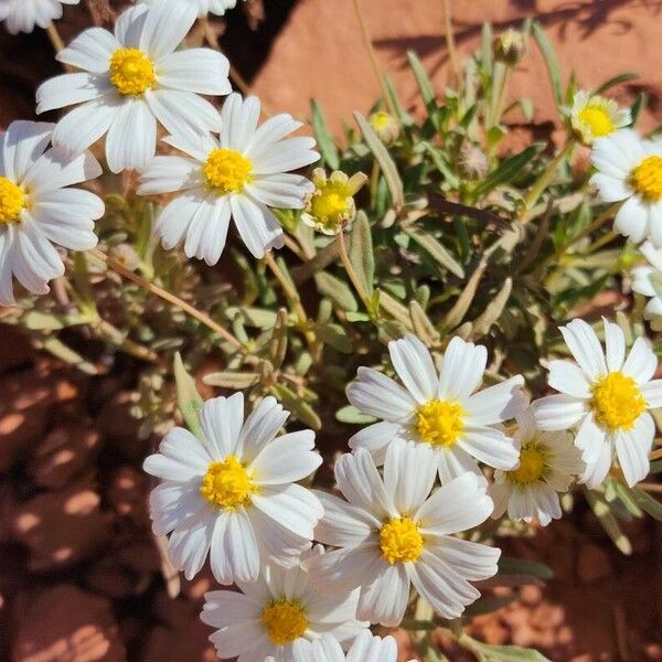 Melampodium leucanthum 花